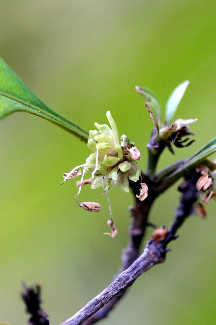 male sex organ in plants male sex organ in plants